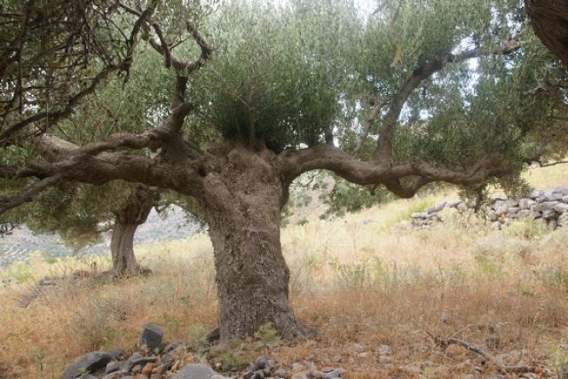 Zdjęcia: Chaugas, Kreta, Drzewko oliwne V, GRECJA Zdjęcia: Chaugas, Kreta, Drzewko oliwne V, GRECJA