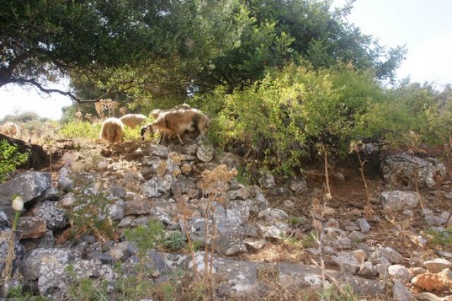 Zdjęcia: -, Kreta, Owce I, GRECJA Zdjęcia: -, Kreta, Owce I, GRECJA