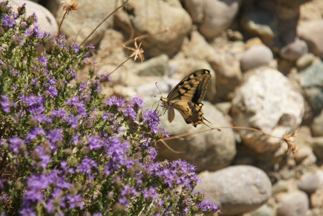 Zdjęcia: Voila, Kreta, Motyl, GRECJA Zdjęcia: Voila, Kreta, Motyl, GRECJA
