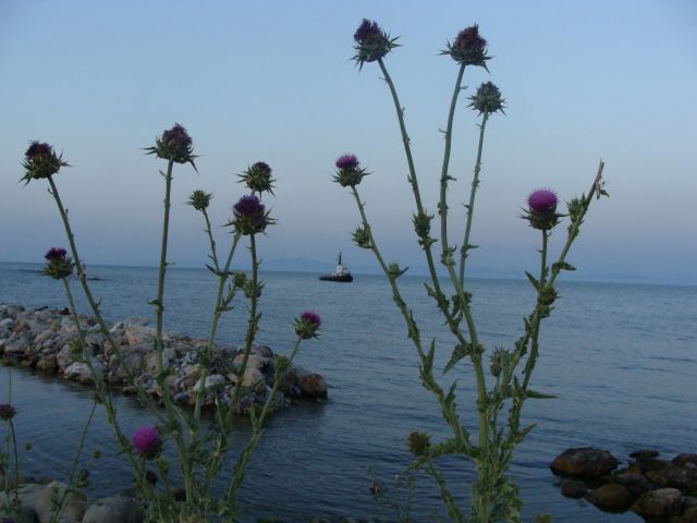 Zdjęcia: Plaża, Riwiera Olimpijska, Osty i Morze Egejskie, GRECJA Zdjęcia: Plaża, Riwiera Olimpijska, Osty i Morze Egejskie, GRECJA
