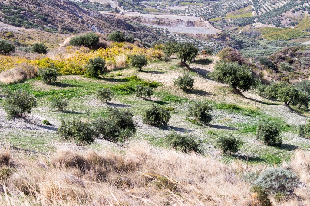 Zdjęcia: Wschodnia Kreta, Wschodnia Kreta, Gaj oliwny z oddali, GRECJA Zdjęcia: Wschodnia Kreta, Wschodnia Kreta, Gaj oliwny z oddali, GRECJA