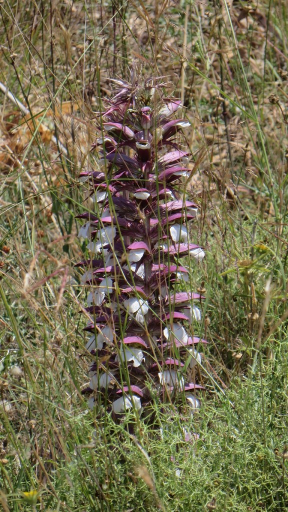 Zdjęcia: okolice wioski Azogires, Kreta, kreteńska flora, GRECJA Zdjęcia: okolice wioski Azogires, Kreta, kreteńska flora, GRECJA