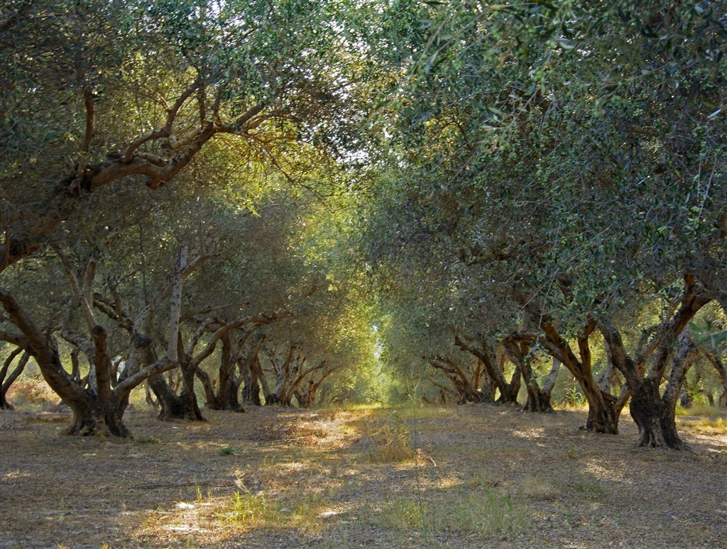 Zdjęcia: KAVROS, KRETA, gaj oliwny, GRECJA Zdjęcia: KAVROS, KRETA, gaj oliwny, GRECJA