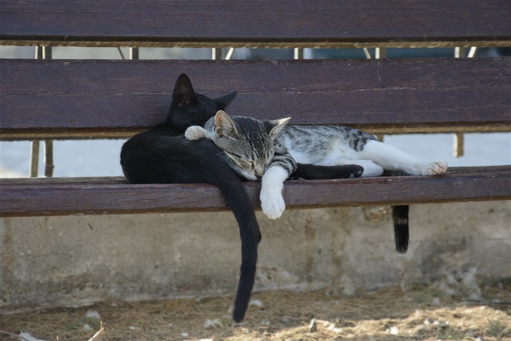 Zdjęcia: Rethymno, Kreta, sjesta po grecku, GRECJA Zdjęcia: Rethymno, Kreta, sjesta po grecku, GRECJA