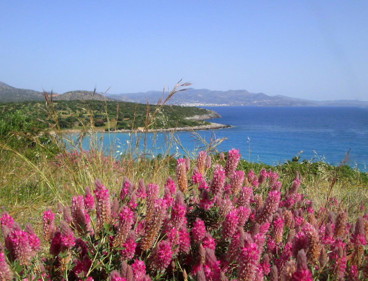 Zdjęcia: okolice Agios Nikolaos, Kreta Wschodnia, Fioletowo mi.., GRECJA Zdjęcia: okolice Agios Nikolaos, Kreta Wschodnia, Fioletowo mi.., GRECJA