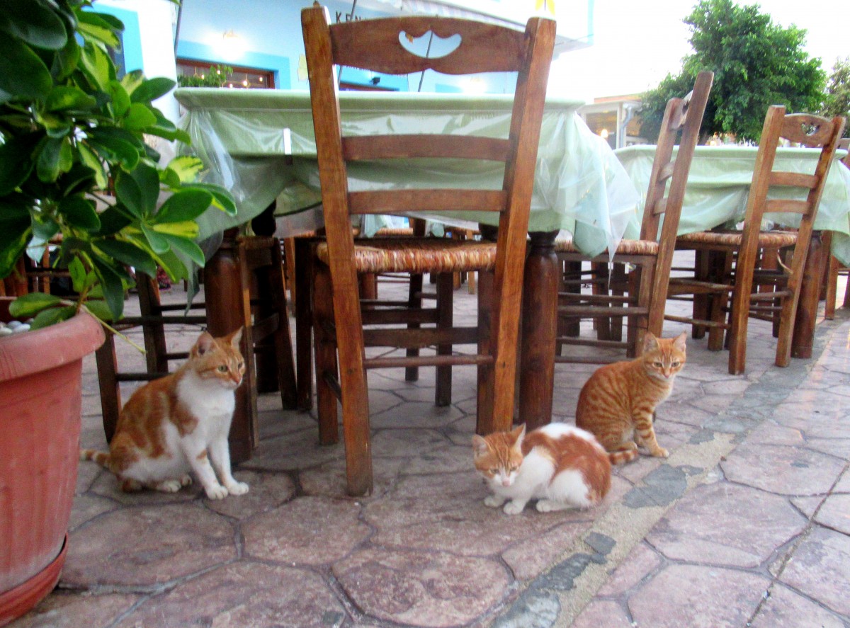 Zdjęcia: Arkasa, Karpathos, Rudy ojciec ruda matka, GRECJA Zdjęcia: Arkasa, Karpathos, Rudy ojciec ruda matka, GRECJA