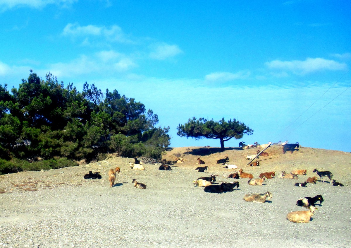 Zdjęcia: W drodze do Olympos, Karpathos, Przystanek z kozami, GRECJA Zdjęcia: W drodze do Olympos, Karpathos, Przystanek z kozami, GRECJA
