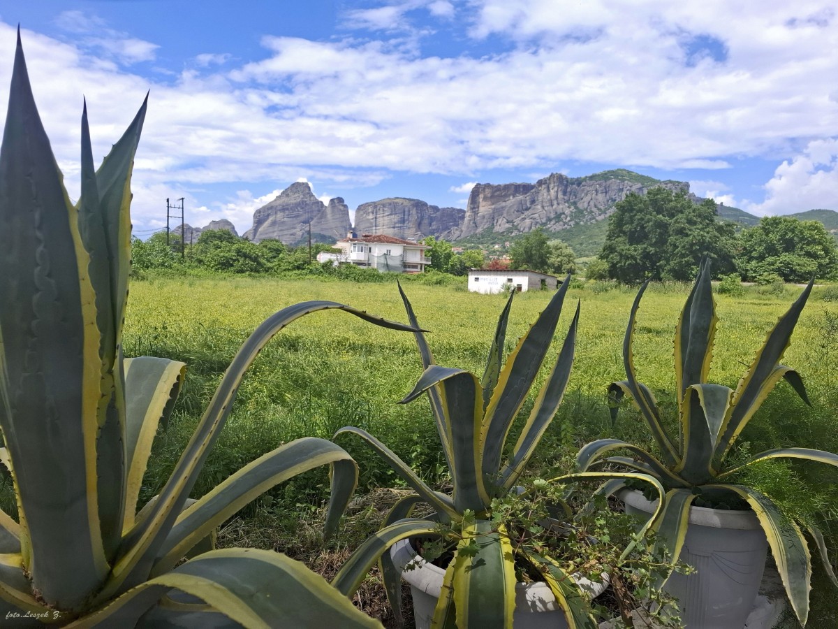 Zdjęcia: Kalambaka., Kastraki., Agawa Amerykańska na tle Meteora., GRECJA Zdjęcia: Kalambaka., Kastraki., Agawa Amerykańska na tle Meteora., GRECJA