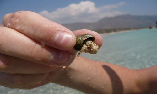 Zdjęcie GRECJA / Kreta / Elafonisis / Skorupiak