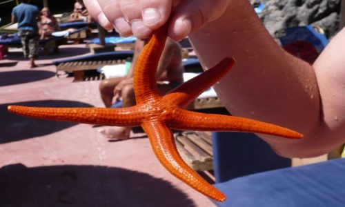 Zdjęcie GRECJA / Kreta / Calypso  / Rozgwiazda