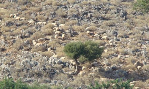 Zdjecie GRECJA / - / Kreta / Wypas owiec