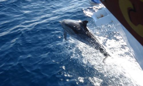 Zdj�cie GRECJA / - / W DRODZE NA SKIATHOS / DELFINEK