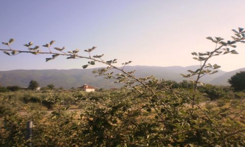 Zdjcie GRECJA / Pieria / Leptokaria / W oddali Gry Olimp