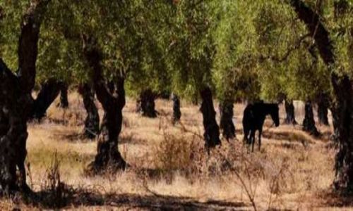 Zdjecie GRECJA / - / Zakynthos / Gaj oliwny