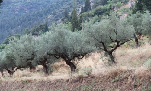 Zdjcie GRECJA / Peloponez / okolice Monemvasii / Oliwki