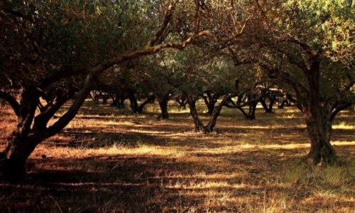 Zdjecie GRECJA / Kreta Zach. / Tavronitis.-Region Chania / Bujne gaje oliwne.