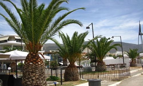 Zdjęcie GRECJA / Fokida / Itea / nadmorska promenada