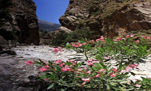 Zdjecie GRECJA / Paskowy Omalos na wysokoci 1200m / Samaria. / Przyrodnicze skarby wwozu Samaria.