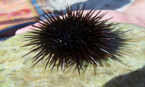 Zdjęcie GRECJA / . / Leptokaria / jeżyk