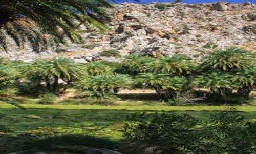 Zdjecie GRECJA / Kreta / Preveli / Las Palmowy - Preveli