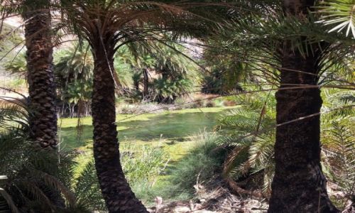 Zdjecie GRECJA / Kreta / Preveli / Las Palmowy - Preveli