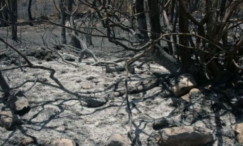 Zdjęcie GRECJA / Messenia / Wzgórza w okolicy miejscowości Maniaki / Messenia spalony las