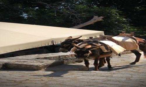 Zdjecie GRECJA / Rodos / Lindos / Taxi Lindos