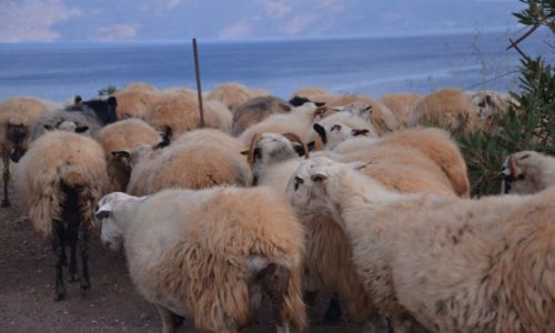 Zdjecie GRECJA / Kreta / Balos / Balos