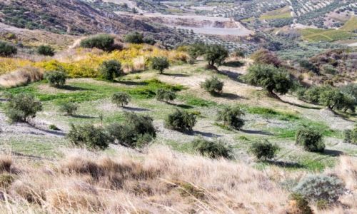 Zdjcie GRECJA / Wschodnia Kreta / Wschodnia Kreta / Gaj oliwny z oddali