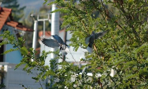 Zdjęcie GRECJA / brak / Zakynthos cd. / Zaloty