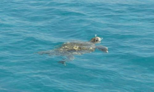 Zdjecie GRECJA / Zakynthos / Zatoka Laganas / caretta caretta