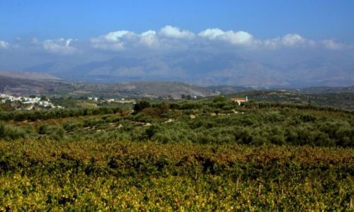 Zdjecie GRECJA / Kreta / winogrona / Panorama