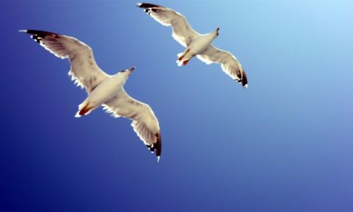 Zdjcie GRECJA / Athos / Athos / Seagulls flight