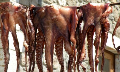 Zdj�cie GRECJA / Dodekanez / wyspa Nissyros / O�miornice