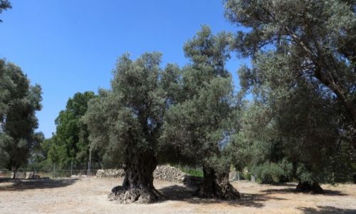 Zdjęcie GRECJA / Kreta / Gortyna / stare drzewa oliwne