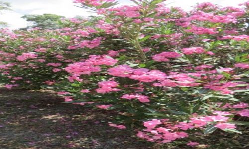 Zdjęcie GRECJA / Kreta / Gortyna / kreteńska flora