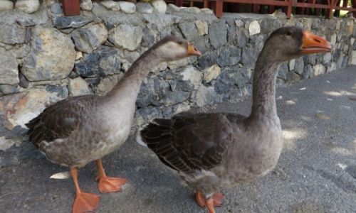 Zdjęcie GRECJA / Kreta / klasztor Preveli / kreteńskie gęsi