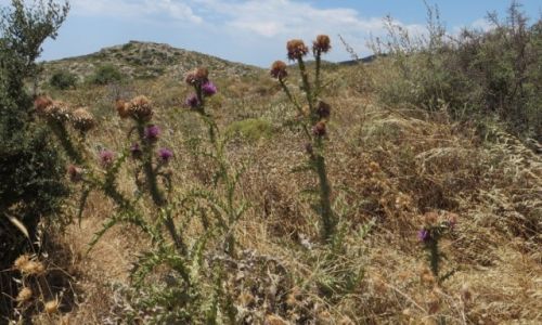 Zdjcie GRECJA / Kreta / okolice klasztoru Preveli / kreteska flora