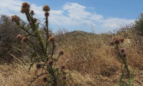 Zdjcie GRECJA / Kreta / okolice klasztoru Preveli / kreteska flora