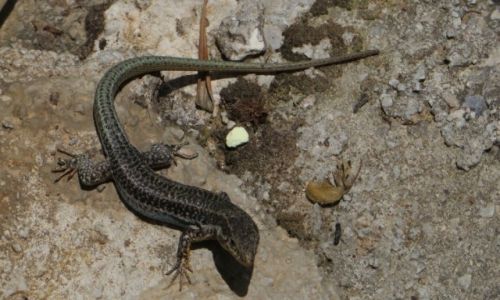 Zdjcie GRECJA / Kreta / wwz Topolia / kreteska fauna