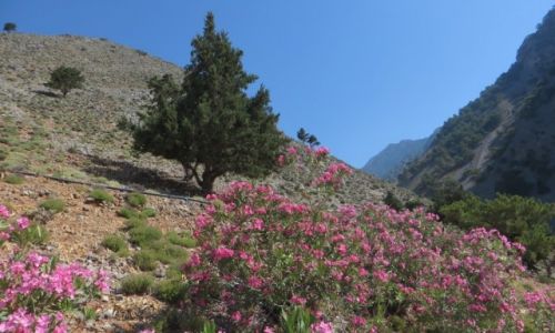 Zdjcie GRECJA / Kreta / Kreta Zachodnia / wwz Samaria