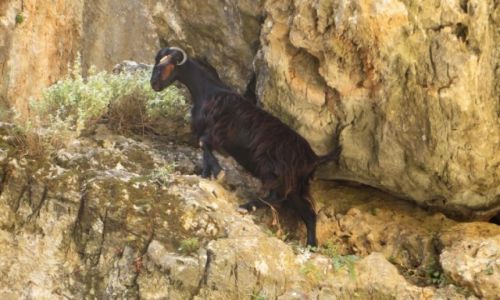Zdjcie GRECJA / Kreta / okolice wioski Azogires / koza Kri Kri