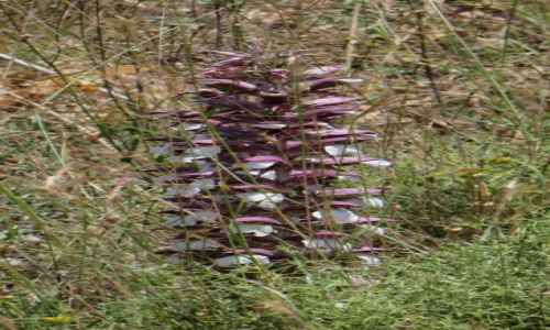 Zdjcie GRECJA / Kreta / okolice wioski Azogires / kreteska flora