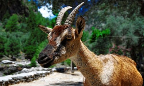 Zdjecie GRECJA / Kreta / Wwz Samaria / Koza kri-kri