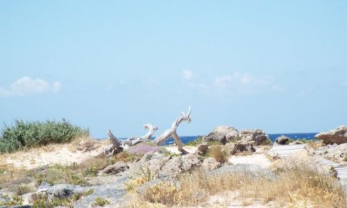 Zdjcie GRECJA / Kreta / Elefonissi / smoki