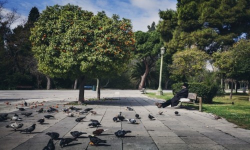 Zdjcie GRECJA / Attyka / Plac Sindagma / Siesta