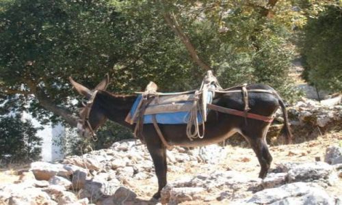 Zdjecie GRECJA / Kreta / paskowy Lasithi / osioek