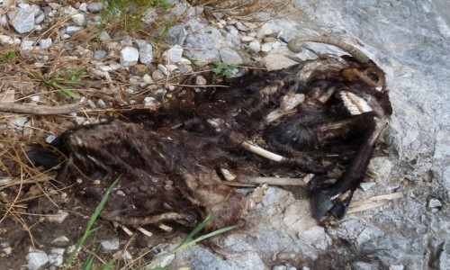 Zdjcie GRECJA / Kreta  / Sfakia / kolejna ofiara koziej brawury
