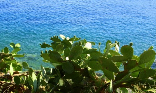 GRECJA / Skiathos / okolice Skiathos City / ~Brzeg z opuncjami