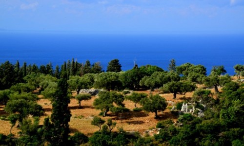 Zdjcie GRECJA / xxx / Zakyntos / Gaj oliwny